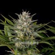 Pineapple Skunk