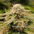 Gorilla Breath