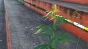 IMG Après deux mois sans championnat, une plante de cannabis est née dans les tribunes d’un stade de football