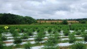 IMG « La légalisation du cannabis pourrait créer plus de 50 000 emplois et rapporter environ 350 millions d’euros à l’Etat »