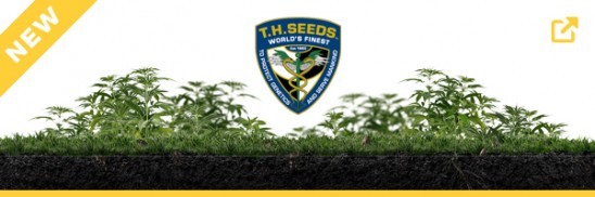 T.H. Seeds